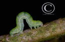 Green Caterpillar